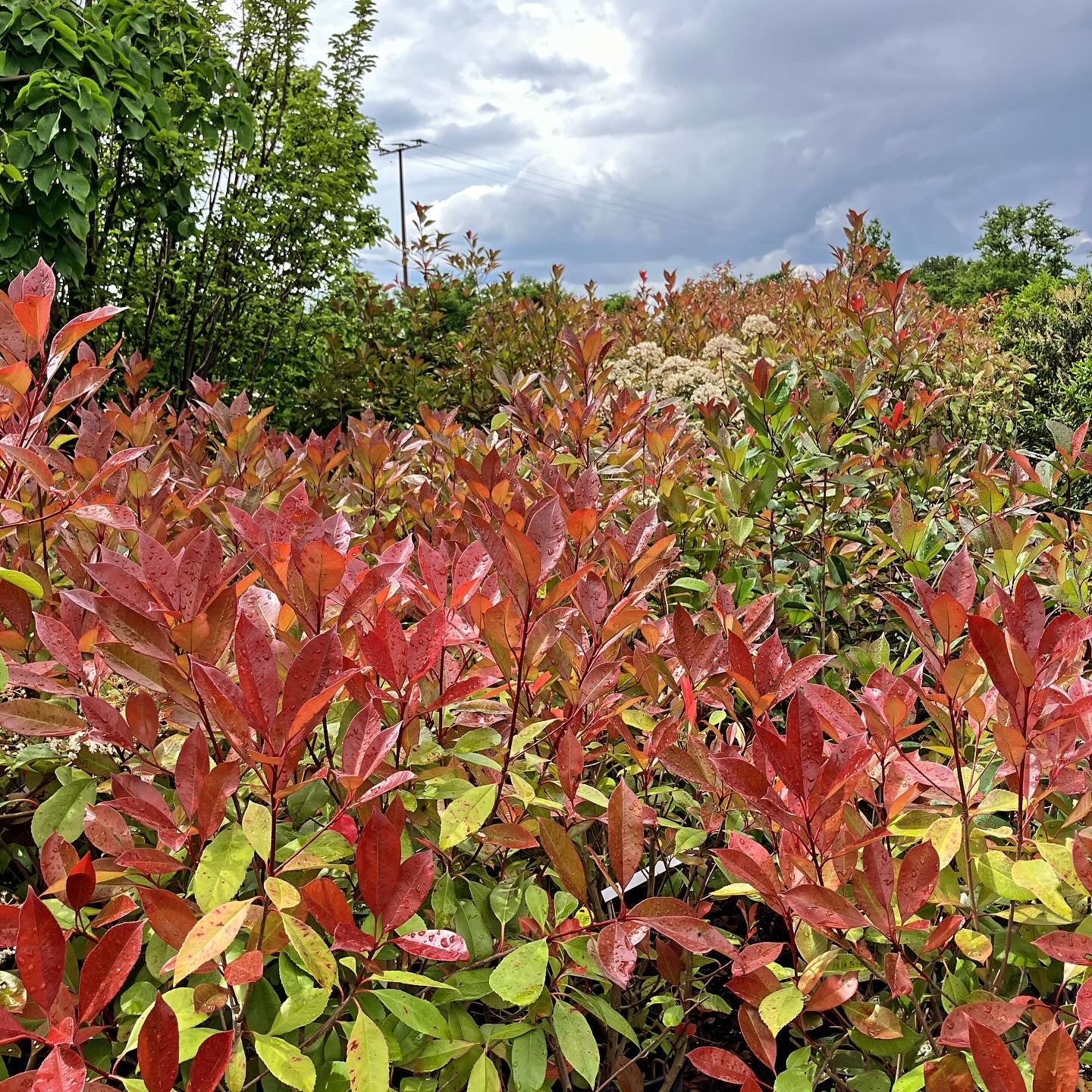 Glanzmispel 'Red Robin' / Photinia fraseri 'Red Robin'